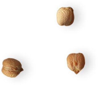 garbanzos